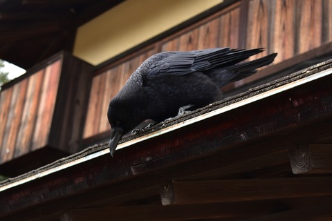 crow-4025473_1920