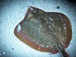 stingray-2335662_1920