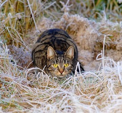 cat-1940489_1920