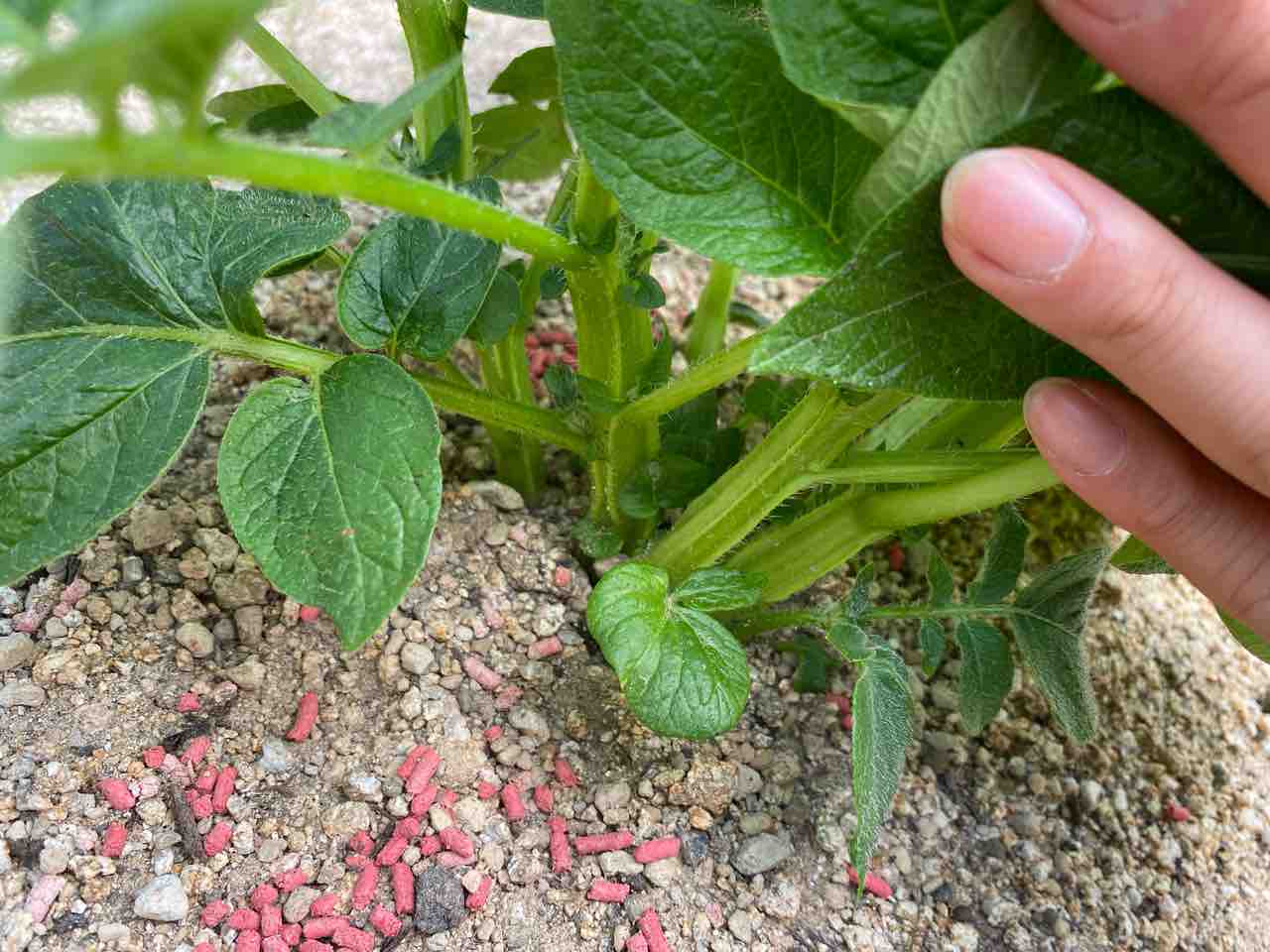 我が家の5年目春ジャガイモ栽培2ヶ月経過 咲かない花とその原因 お家が一番