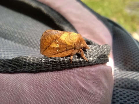 moth-1572532_1920
