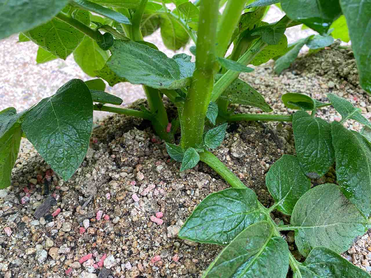 我が家の5年目春ジャガイモ栽培2ヶ月経過 咲かない花とその原因 お家が一番