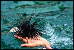 sea-urchin-498882_1920
