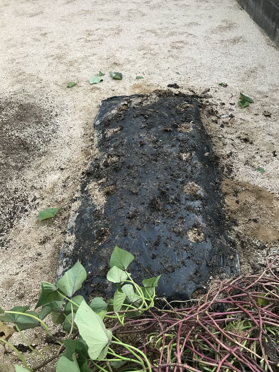 庭でさつまいも作り 子供と一緒に芋掘り お家が一番 庭でさつまいも作り 子供と一緒に芋掘り お家が一番