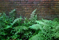 fern-1511278_1920
