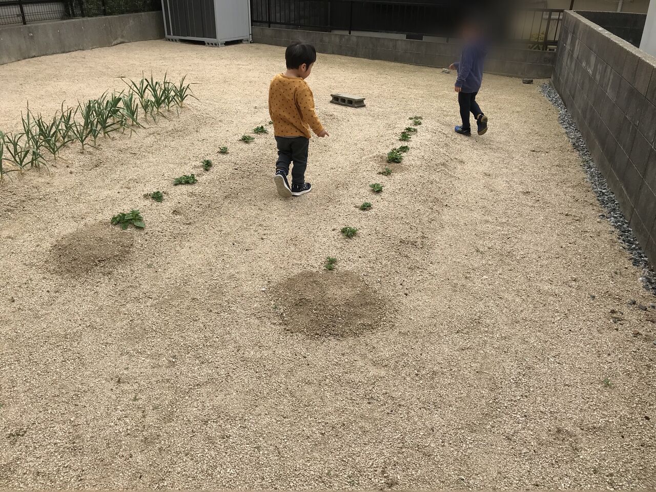 3年目の春ジャガイモ栽培2ヶ月1週間経過 ジャガイモ栽培の最大の敵は お家が一番 3年目の春ジャガイモ栽培2ヶ月1週間経過 ジャガイモ栽培の最大の敵は お家が一番