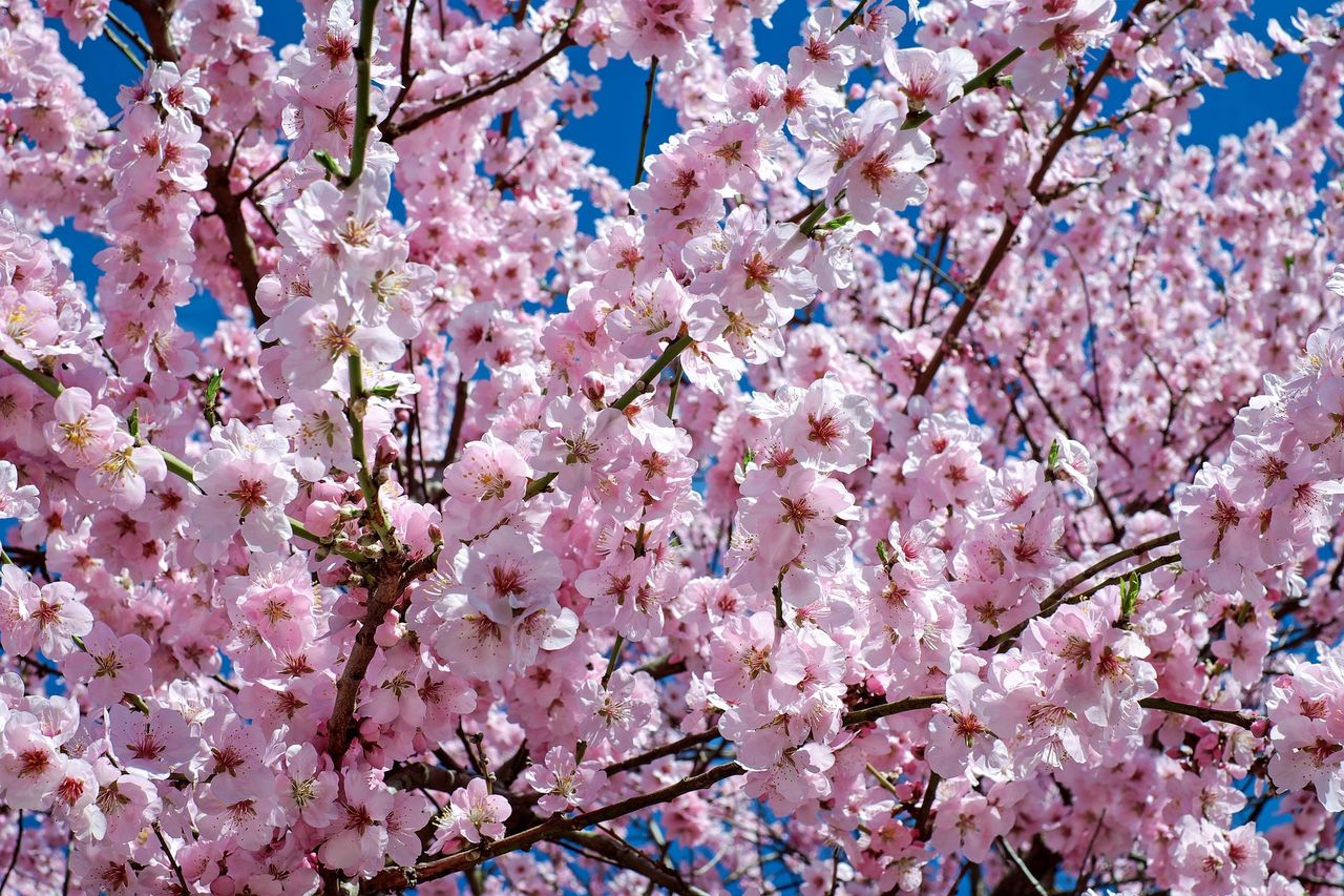 桜の木の下は要注意 忍び寄る毛虫の魔の手 お家が一番