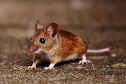 mouse-1708452_1920