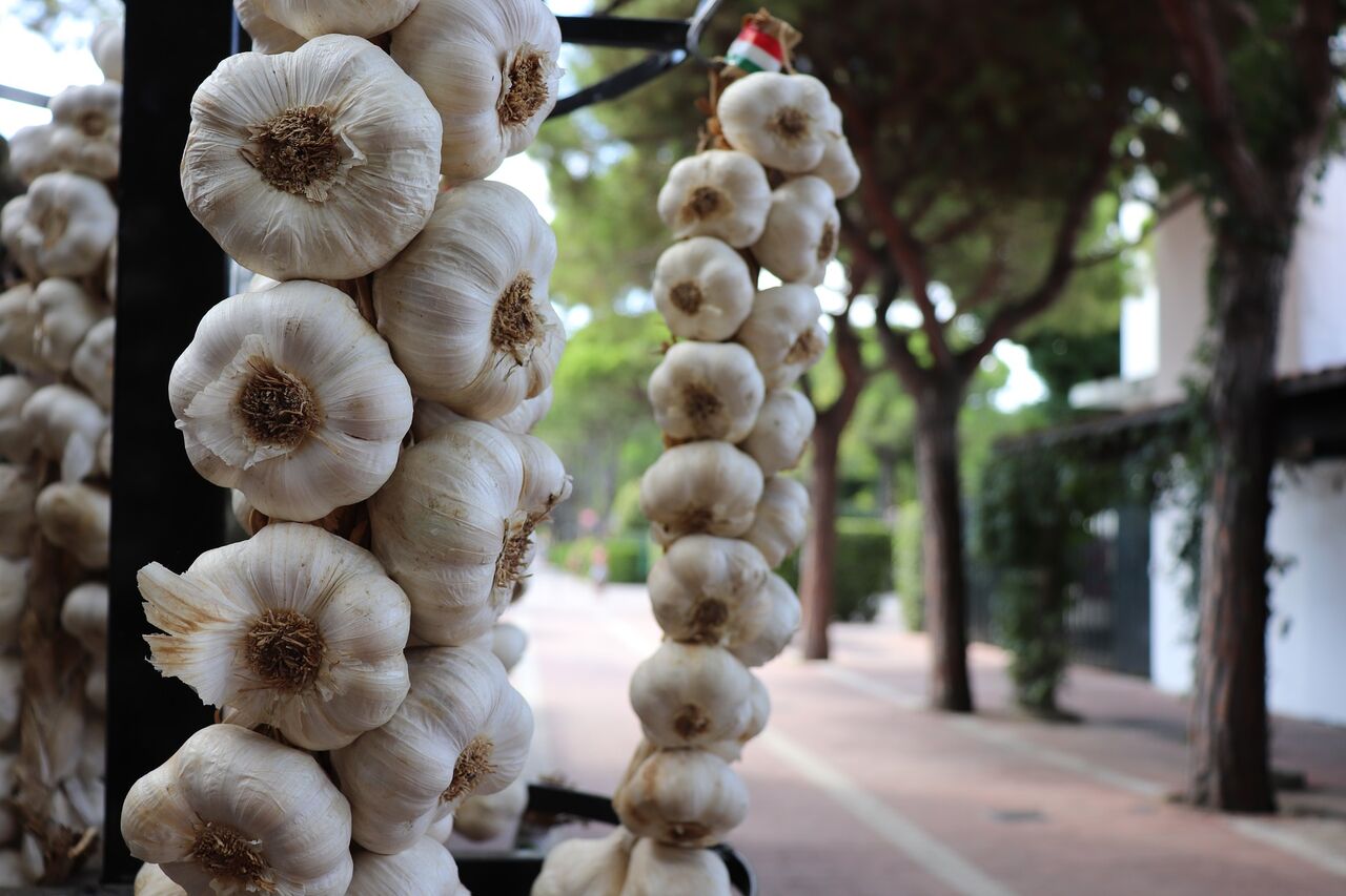 昨年10月に植えたニンニクを収穫 収穫時期と保存方法について お家が一番