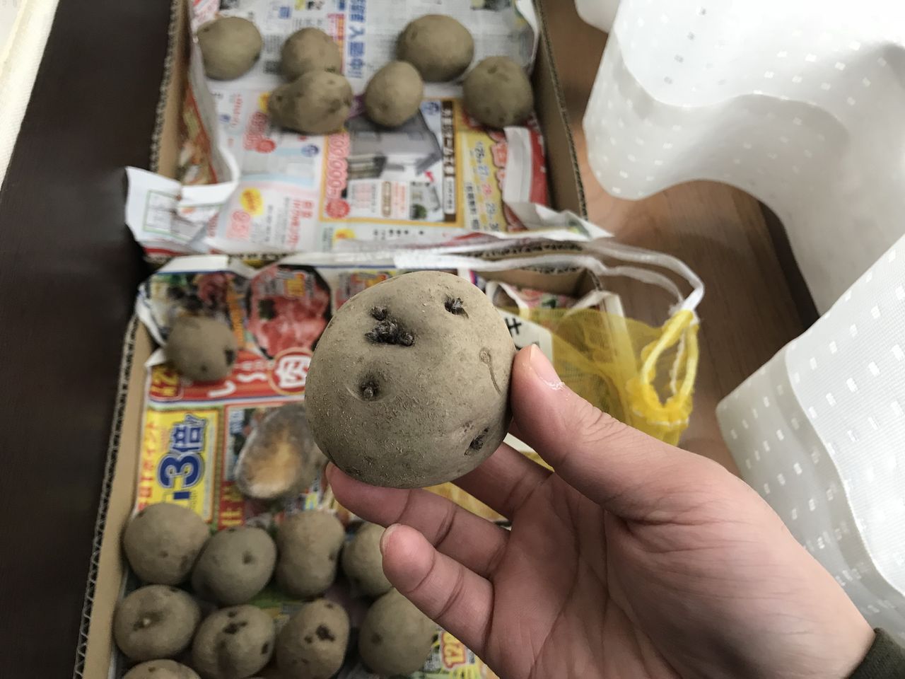 春ジャガイモの植え付け 家庭菜園とプランターでのやり方 お家が一番 春ジャガイモの植え付け 家庭菜園とプランターでのやり方 お家が一番