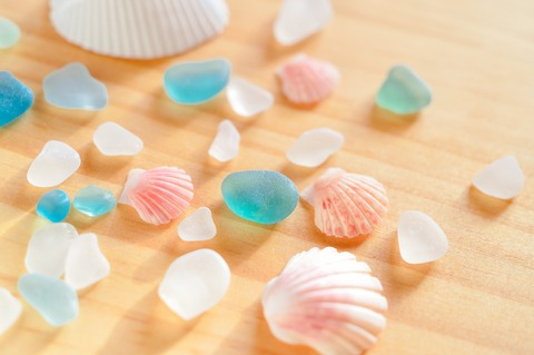 shell-3333017_1920
