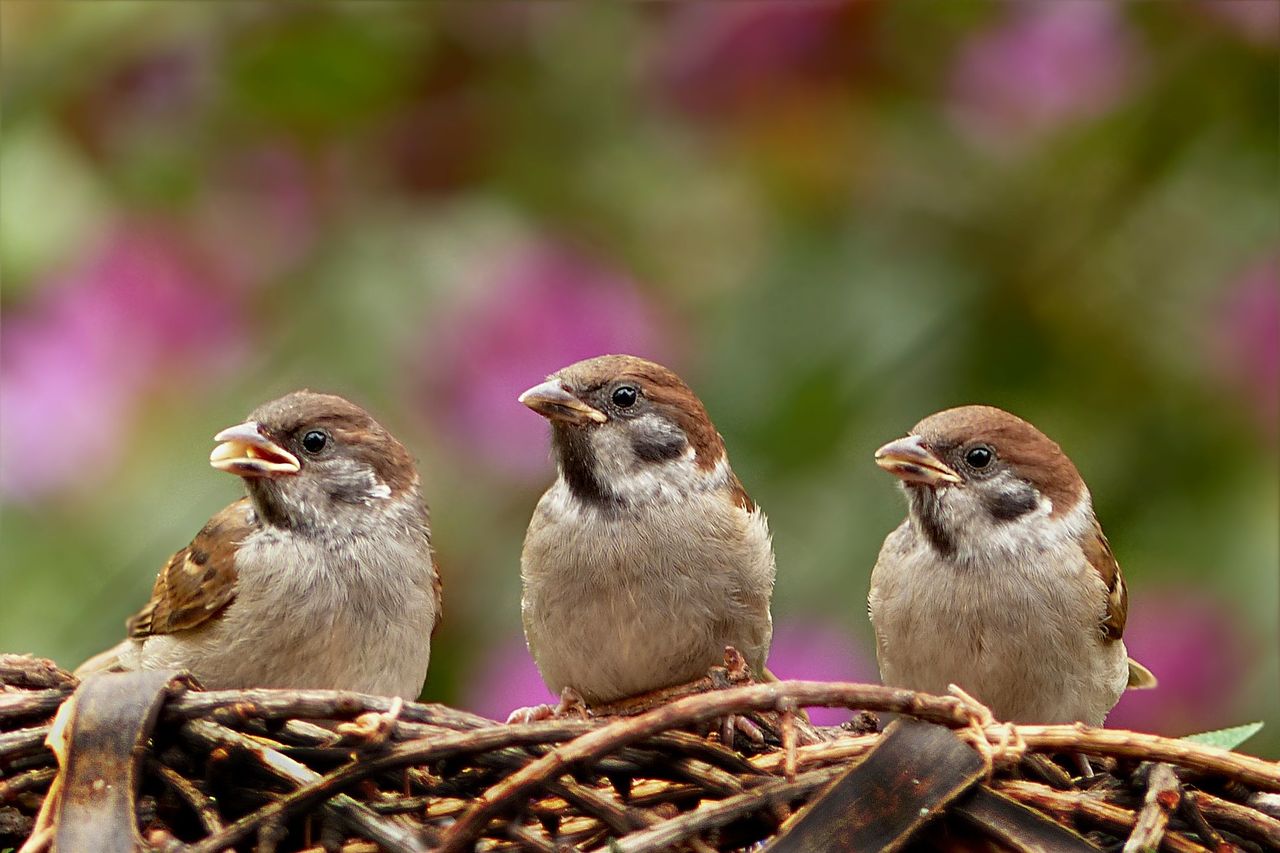 家のベランダに落ちる鳥のフン被害 原因と対処方法 お家が一番 家のベランダに落ちる鳥のフン被害 原因と対処方法 お家が一番