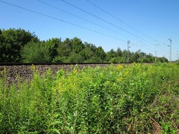 schwetzinger-844409_1920