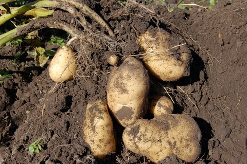 potatoes-1637280_1920