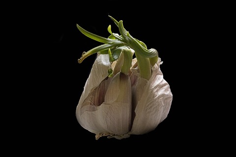 garlic-3606136_1920