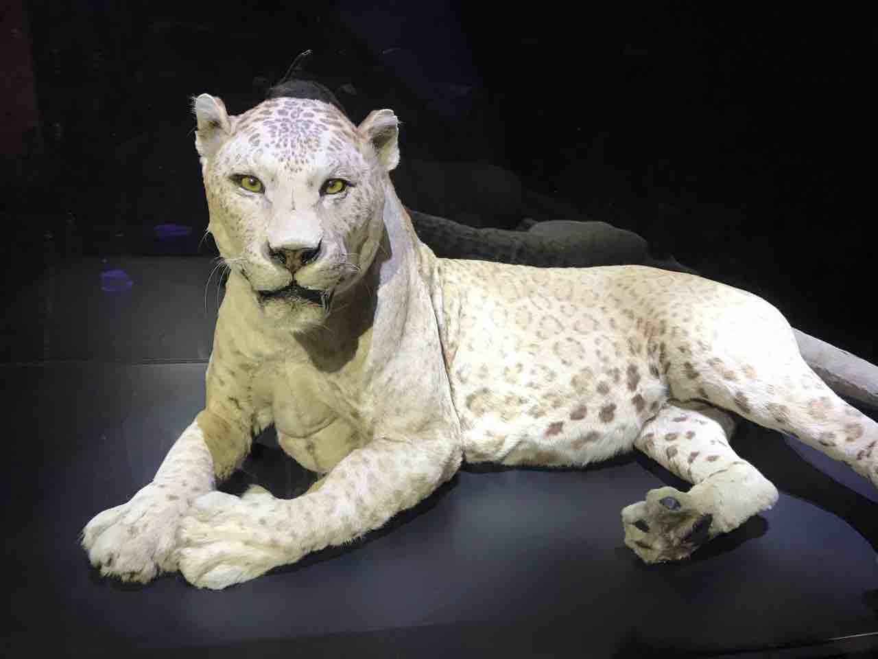 危険生物大迷宮 を見に萩博物館へ 帰りに長門市の湯免温泉に寄ってみました お家が一番 危険生物大迷宮 を見に萩博物館へ 帰りに長門市の湯免温泉に寄ってみました お家が一番