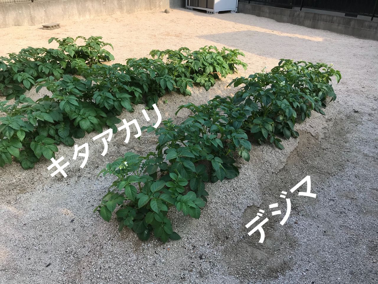 ジャガイモを植えて3ヶ月経過 子ども達と一緒にジャガイモ掘り お家が一番