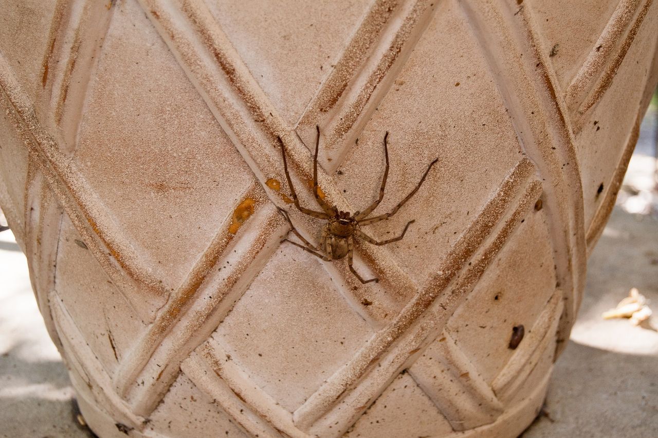 家の中に侵入していたちょっと大きめの蜘蛛への逃がし方 お家が一番