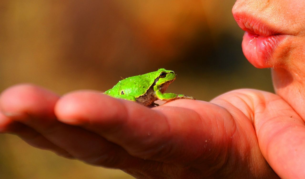 可愛い顔には毒がある 子どもが アマガエル に触った時に気を付ける事 お家が一番