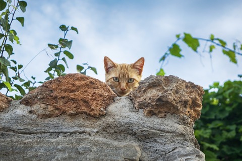 cat-3747318_1920