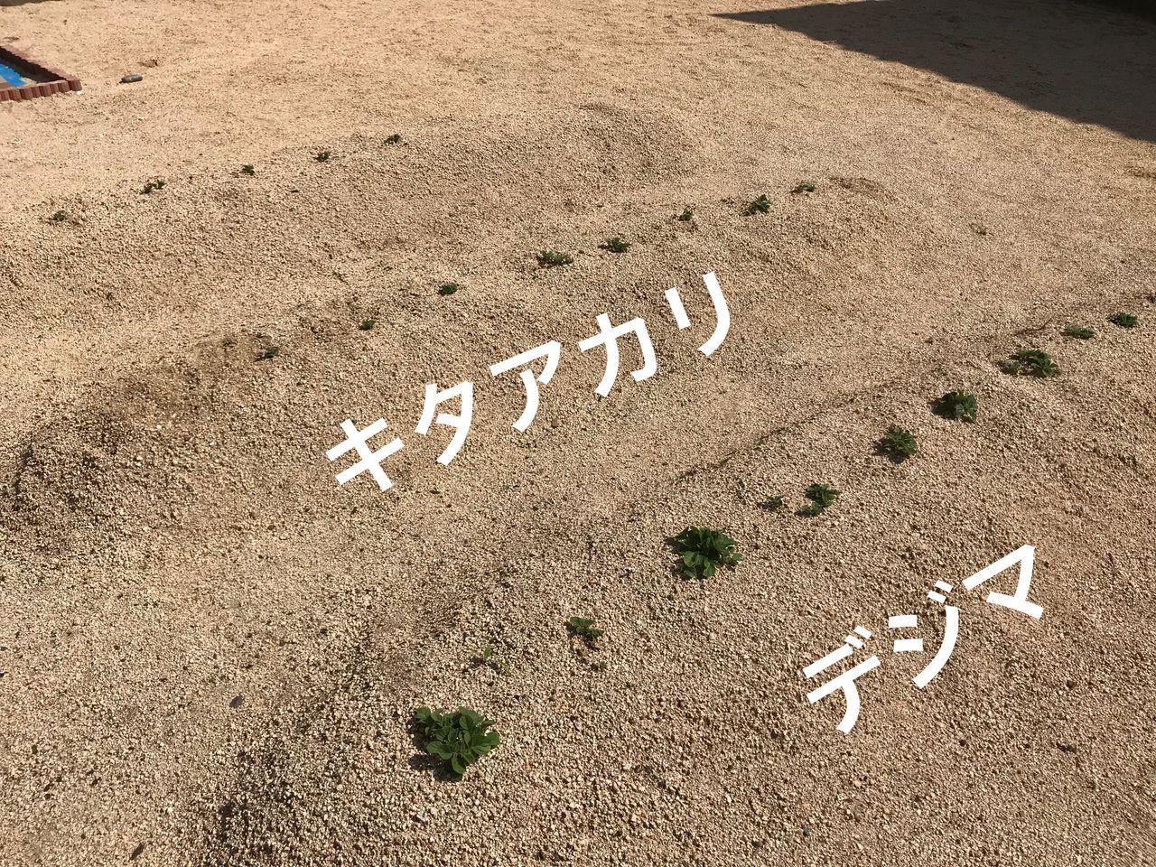 春じゃがいもの植え付けから1ヶ月経過 芽吹きと芽かき作業 お家が一番 春じゃがいもの植え付けから1ヶ月経過 芽吹きと芽かき作業 お家が一番