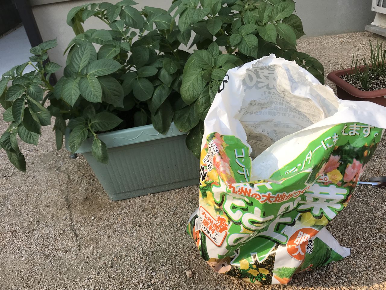 ジャガイモを植えて2か月経過 ジャガイモの花と害虫と我が家の害獣 お家が一番 ジャガイモを植えて2か月経過 ジャガイモの花と害虫と我が家の害獣 お家が一番