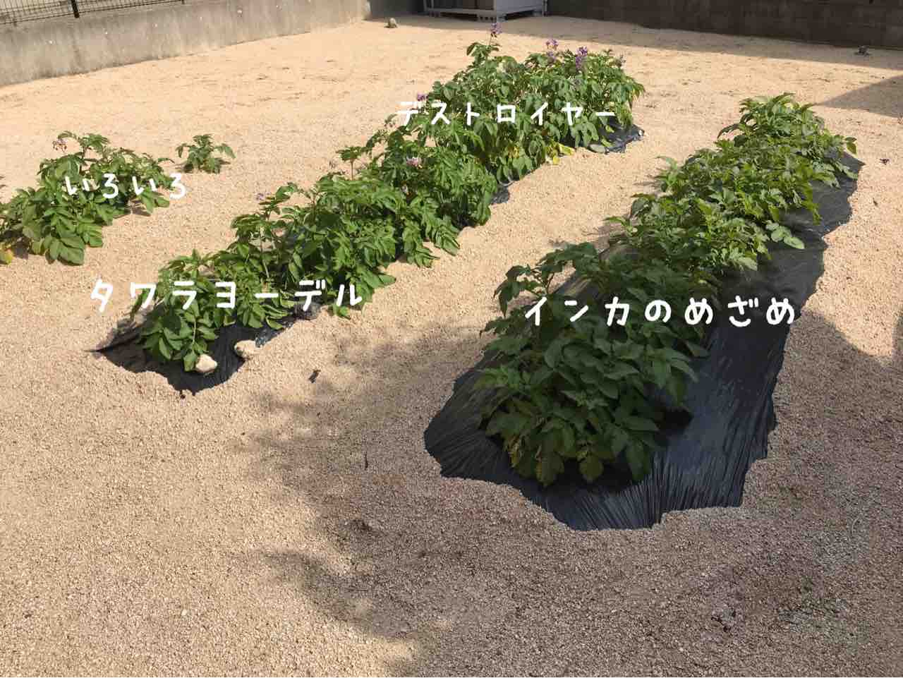 お庭で２年目の春ジャガイモ栽培3ヶ月経過 収穫と失敗と教訓 お家が一番