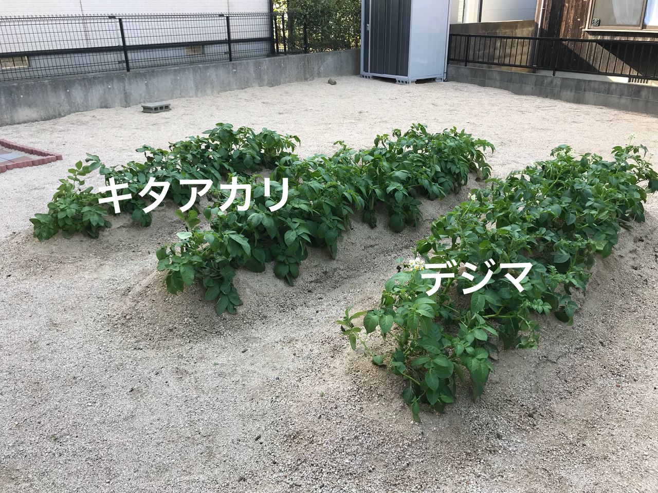 ジャガイモを植えて3ヶ月経過 子ども達と一緒にジャガイモ掘り お家が一番 ジャガイモを植えて3ヶ月経過 子ども達と一緒にジャガイモ掘り お家が一番