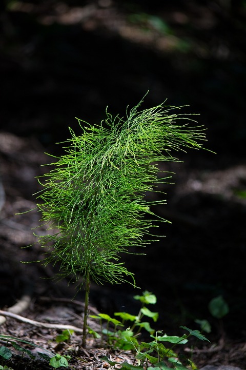 horsetail-1524763_1920