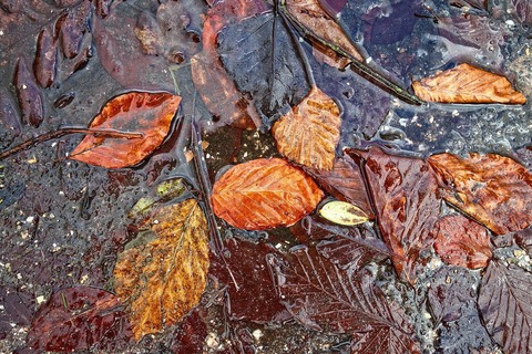 leaf-3093453_1920