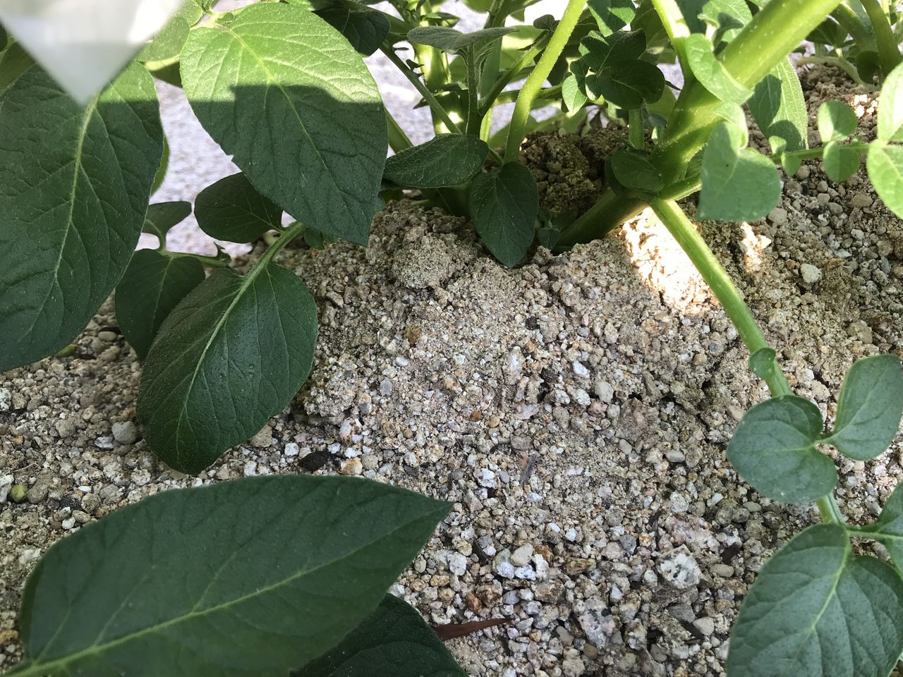 ジャガイモを植えて2か月経過 ジャガイモの花と害虫と我が家の害獣 お家が一番 ジャガイモを植えて2か月経過 ジャガイモの花と害虫と我が家の害獣 お家が一番