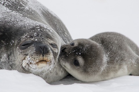 seals-988010_1920