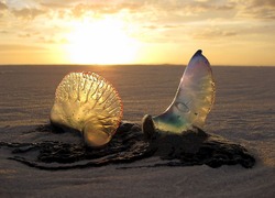 jellyfish-1969693_1280