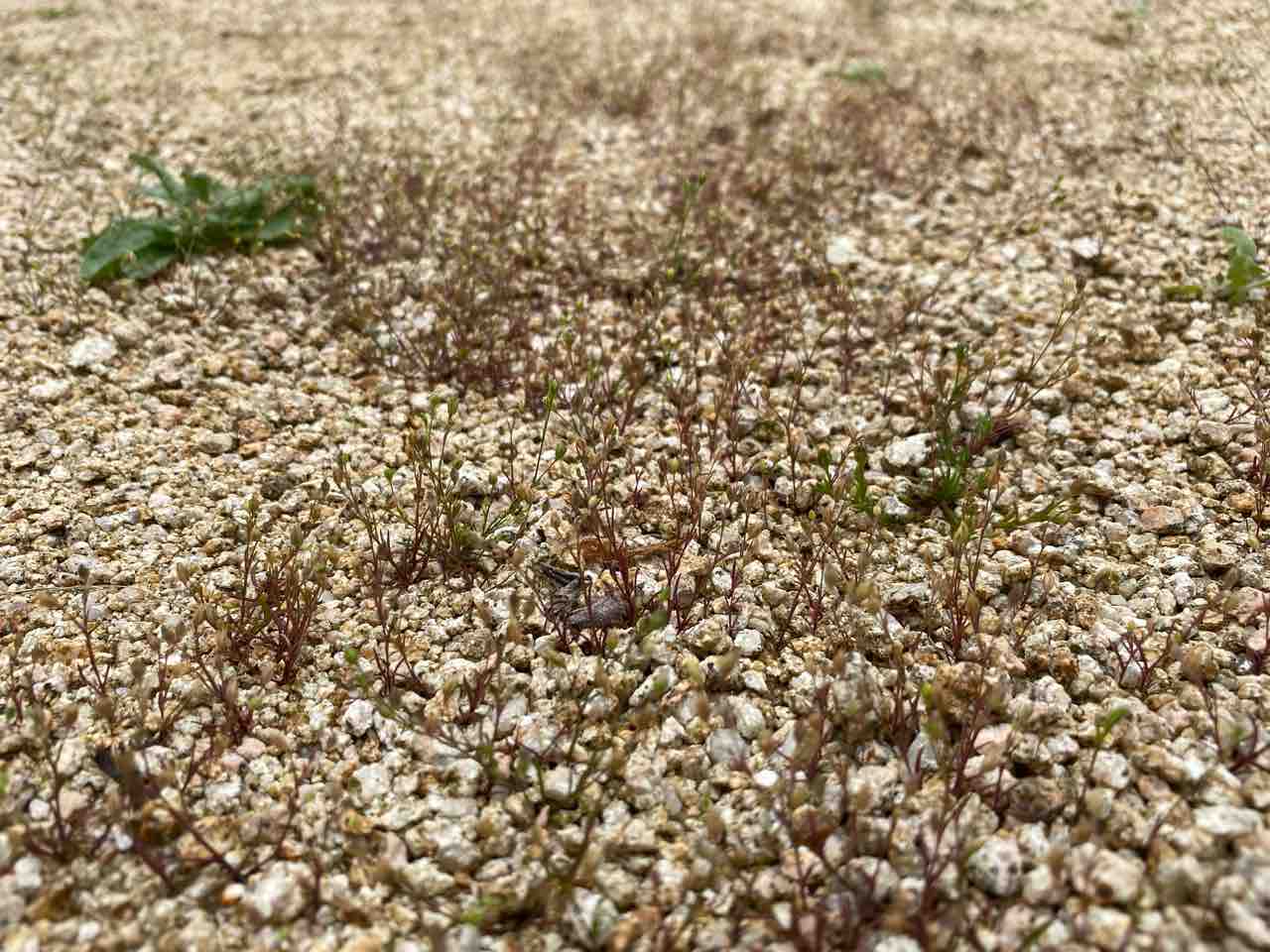 背が低くて取りづらい小さい雑草の草取り 角形スコップが有効 お家が一番
