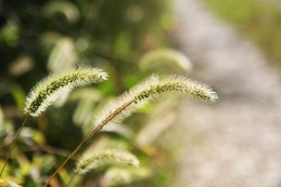 foxtail-819490_1920