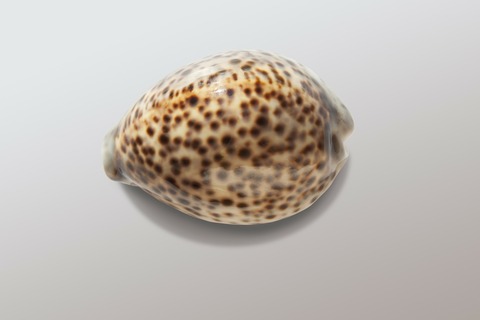 cowrie-74411_1920