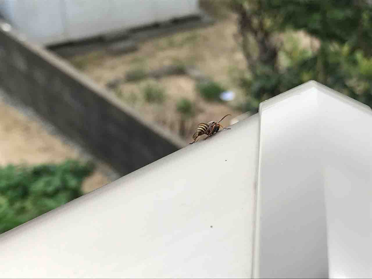 秋に2階の軒下に大量出現した コアシナガバチ その理由と対処方法 お家が一番