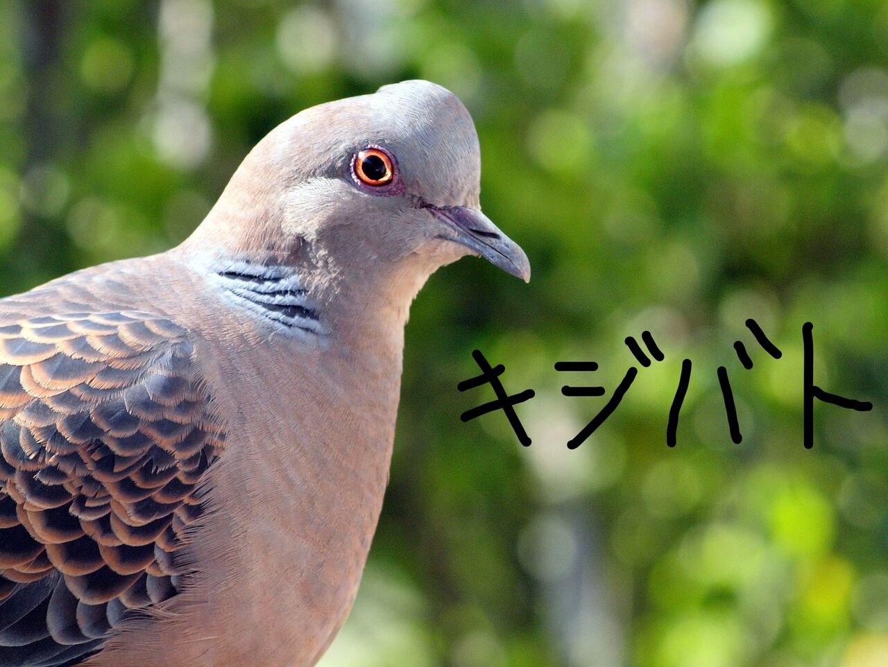 屋根に ハト 襲来 屋根にやってくる原因と撃退方法 お家が一番