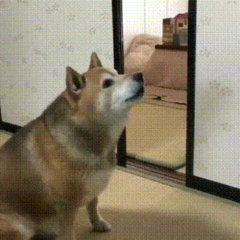 この犬のgifかわいすぎワロタｗｗｗｗｗｗｗｗｗｗｗ