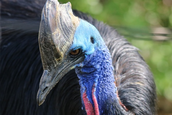 cassowary-3106359_960_720