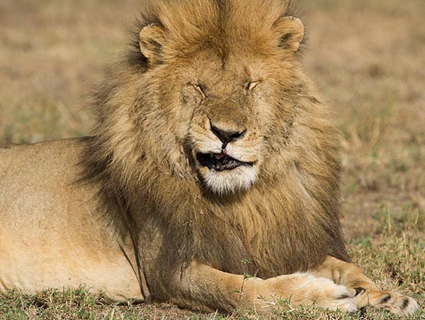 Animali-divertenti-600-9 (1)