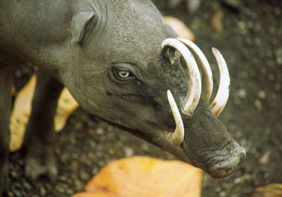 babirusa_kopie