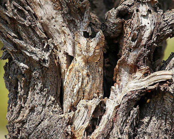 camouflaged-animals-47