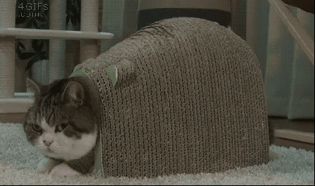 Gif 猫の可愛いgifください 不思議 Net Gif 猫の可愛いgifください 不思議 Net