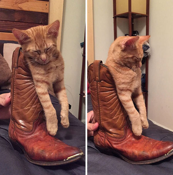 funny-cats-sleeping-weird-positions-9-5c0f7c833af92__605