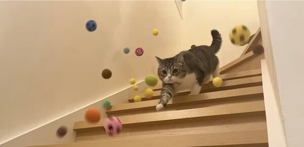 もちまる