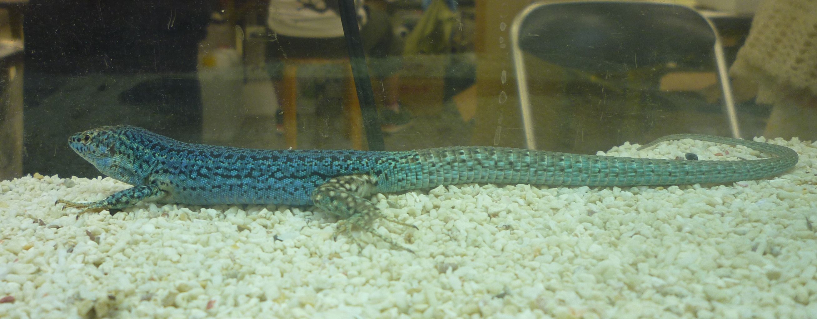このトカゲ美しすぎんだろ ドラゴンみたいでかっこいいトカゲ画像まとめ レプタイルチャンネル このトカゲ美しすぎんだろ ドラゴンみたいでかっこいいトカゲ画像まとめ レプタイルチャンネル