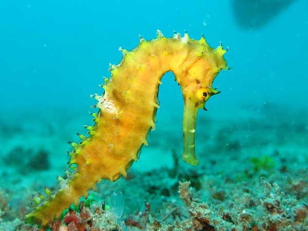 seahorse-1538016_640