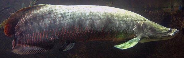 1280px-Arapaima-full