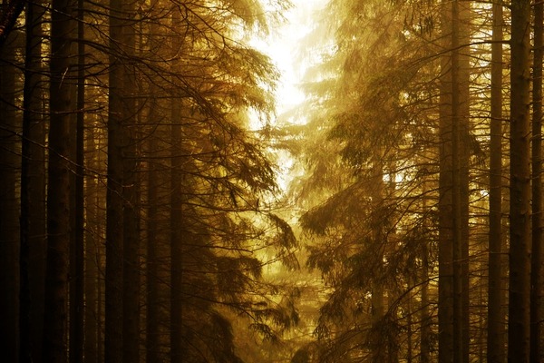 shutterstock_551347000